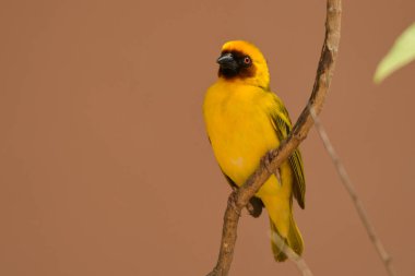 Rueppell'ın Weaver / Ploceus galbula