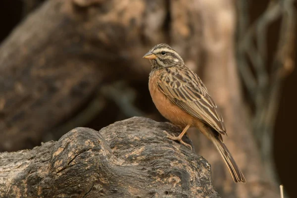 Canela Pecho Bunting Fringillaria Tahapisi — Foto de Stock