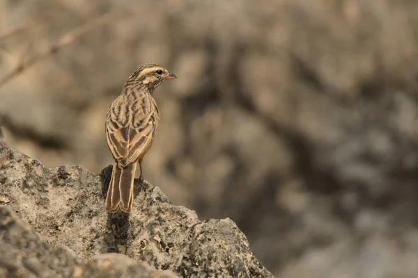 Pájaro Está Pie Sobre Una Roca Casa Bunting Fringillaria Sahari —  Fotos de Stock
