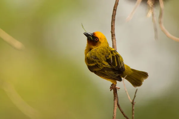 Rueppell Weaver Ploceus Galbula — стоковое фото