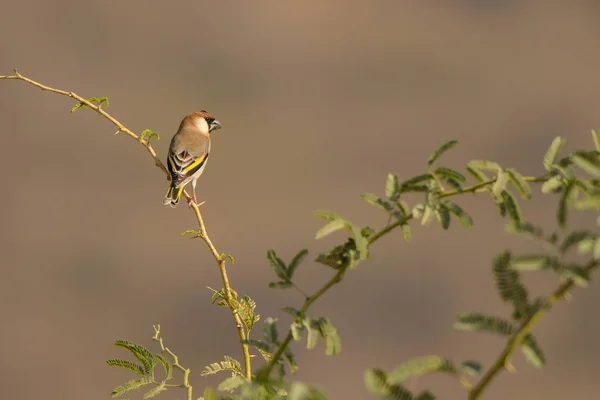 アラビアのアトリ科 Rhynchostruthus Percivali — ストック写真