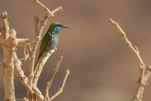 Comedor Abelhas Verdes Merops Orientalis — Fotografia de Stock