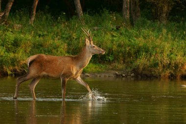 Kızıl geyik (Cervus elaphus) rut sırasında nehre. Bieszczady Dağlar, Polonya.