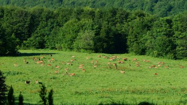 Kızıl geyik (Cervus elaphus). Geyikler bir çayırda sürüsü. Bieszczady Dağlar.