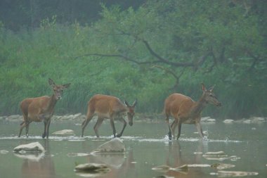 Kızıl geyik (Cervus elaphus). Kırmızı hind su. Bieszczady Dağlar. Polonya