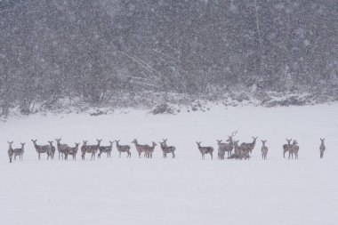 Kızıl geyik (Cervus elaphus). Geyikler bir çayırda sürüsü.