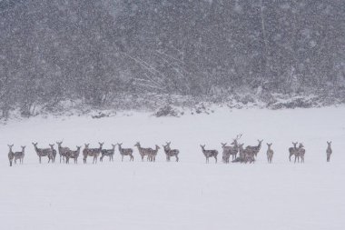 Red deer (Cervus elaphus). Swarm of deers in a meadow. clipart