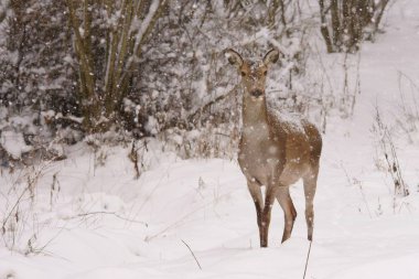 Kızıl geyik (Cervus elaphus). Kırmızı hind ormandaki.