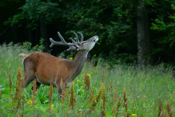 Red Deer Cervus Elaphus Hert Een Weiland Buurt Van Het — Stockfoto