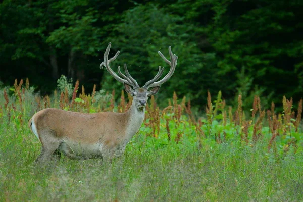 Red Deer Cervus Elaphus Hert Een Weiland Buurt Van Het — Stockfoto