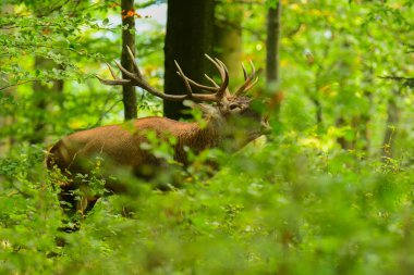 Kızıl geyik (Cervus elaphus) rut sırasında ormanda. Bieszczady Dağlar. Polonya
