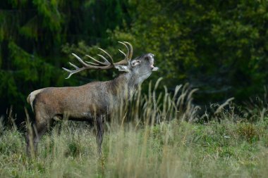 Kızıl geyik (Cervus elaphus) rut sırasında ormanda. Bieszczady Dağlar. Polonya