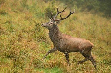Kızıl geyik (Cervus elaphus) rut sırasında forest yakınındaki bir çayırda