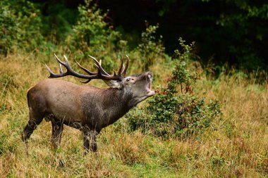 Kızıl geyik (Cervus elaphus) rut sırasında forest yakınındaki bir çayırda