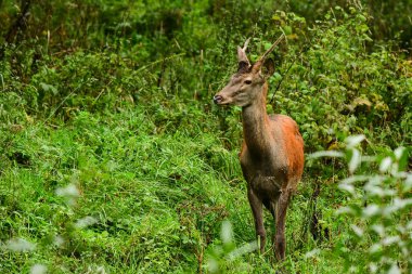 Kızıl geyik (Cervus elaphus) rut sırasında ormanda. Bieszczady Dağlar. Polonya