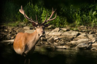 Kızıl geyik (Cervus elaphus) suda bekarlığa. Bieszczady Dağlar. Polonya