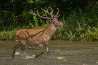 Kızıl geyik (Cervus elaphus) suda bekarlığa. Bieszczady Dağlar. Polonya