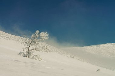 Yalnız ağaç karlı bir dağ. Bieszczady Dağlar. Polonya