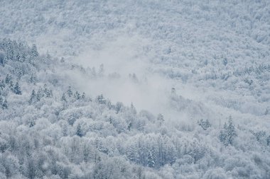 Bieszczady Dağlar ormanında kış
