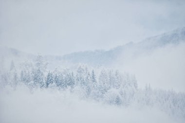 Bieszczady Dağlar ormanında kış