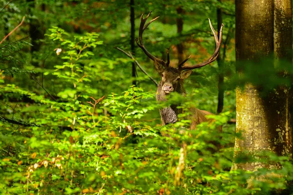 Cervo Cervus Elaphus Nella Foresta Durante Carreggiata Montagne Bieszczady Polonia — Foto Stock