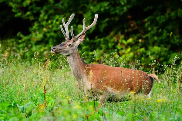 Veado Vermelho Cervus Elaphus Estaca Prado Perto Floresta — Fotografia de Stock