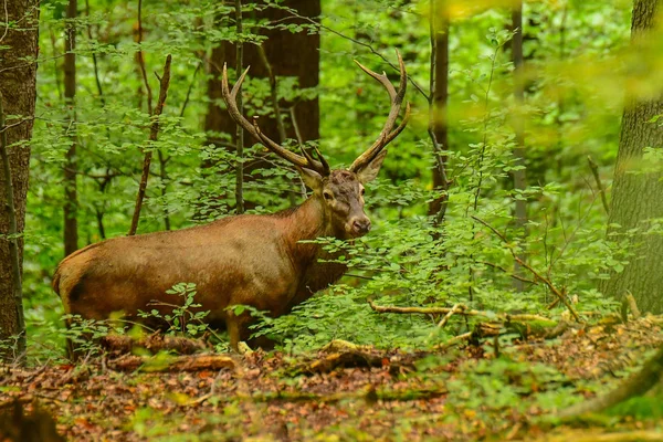 Red Deer Cervus Elaphus Forest Rut Bieszczady Mountains Poland — Stock Photo, Image