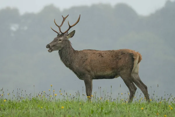 Cervo Rosso Cervus Elaphus Prato Vicino Alla Foresta Durante Carreggiata — Foto Stock