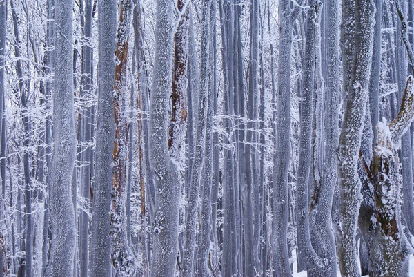 환상적인 패턴입니다 밤나무 나무에 흰입니다 Bieszczady 산입니다 폴란드 — 스톡 사진