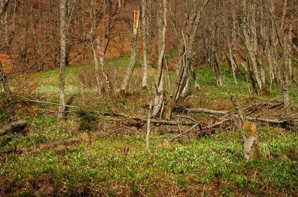 Bieszczadzki Nationaal Park Terebowiec Stream Vallei Polen — Stockfoto