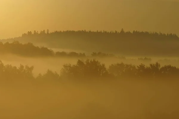 Frühlingswald Nebel Bieszczady Gebirge Polen — Stockfoto