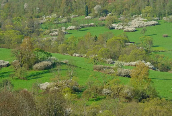 Tworylne Çiçekli Karaçalı Ile Bieszczady Dağlarında Terk Edilmiş Köy — Stok fotoğraf