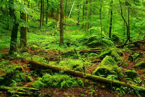 Hulskie Naturschutzgebiet Bieszczady Gebirge Urwald — Stockfoto