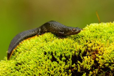 Northern crested newt / Triturus cristatus clipart