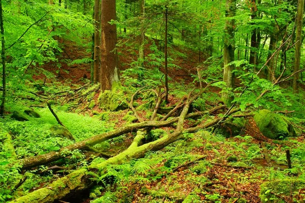 Abgestorbene Bäume Moose Und Farne Naturreservat Hülskie Bieszczady Gebirge — Stockfoto