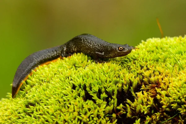 Tritão Crista Setentrional Triturus Cristatus — Fotografia de Stock