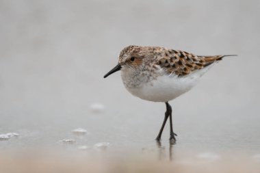 Küçük ölçü / Calidris minuta