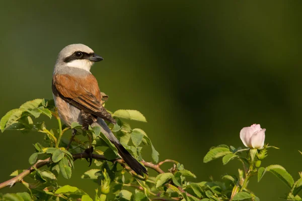 Red Backed Shrike Lanius Collurio — Stock Photo, Image