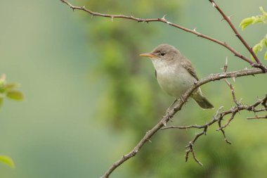 Zeytin ağacı ötleğen / Hippolais olivetorum