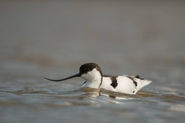 Pied Avocet (Tekrarlayan Avosetta)