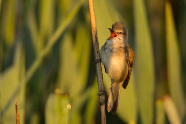 Büyük kamışçın / kuş türü arundinaceus
