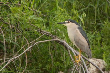 Siyah taç gece balıkçılı / Nycticorax nycticorax