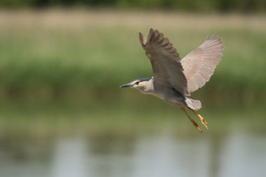Siyah taç gece balıkçılı / Nycticorax nycticorax