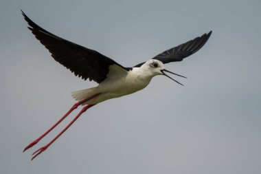 Bayağı uzunbacak / Himantopus himantopus