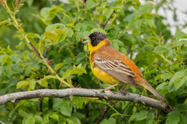 Kara başlı kiraz kuşu / Granativora melanocephala