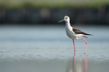 Bayağı uzunbacak / Himantopus himantopus