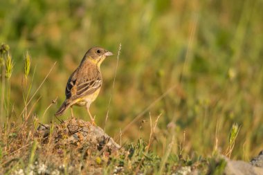 Kara başlı kiraz kuşu / Granativora melanocephala