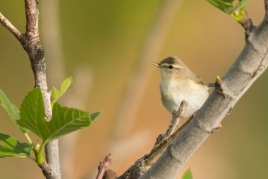 Willow ötleğen / Phylloscopus trochilus