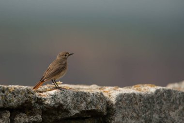 Ortak kızılkuyruk / Phoenicurus phoenicurus