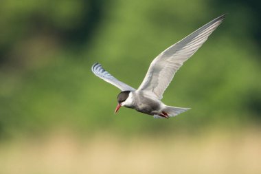 Bıyıklı sumru / Chlidonias boş